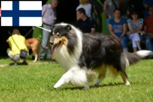 Read more about the article Criadores de Collie e cachorros na Finlândia