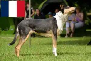 Read more about the article Criadores de Collie e cachorros em França