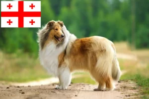 Read more about the article Criadores de Collie e cachorros na Geórgia