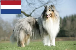 Read more about the article Criadores de Collie e cachorros nos Países Baixos