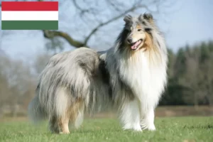 Read more about the article Criadores de Collie e cachorros na Hungria