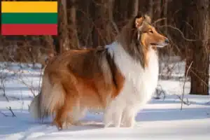 Read more about the article Criadores de Collie e cachorros na Lituânia