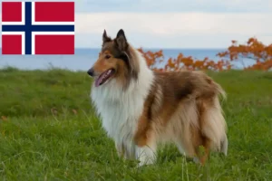 Read more about the article Criadores de Collie e cachorros na Noruega