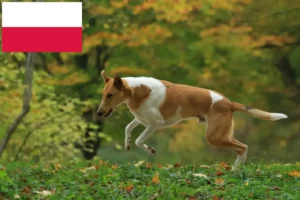 Read more about the article Criadores de Collie e cachorros na Polónia