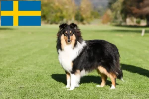Read more about the article Criadores de Collie e cachorros na Suécia