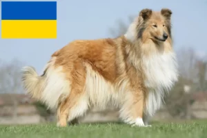 Read more about the article Criadores de Collie e cachorros na Ucrânia