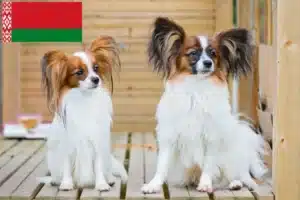 Read more about the article Criador de Spaniel Anão Continental e cachorros na Bielorrússia