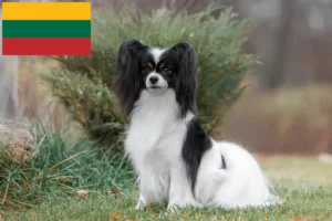 Read more about the article Criador de Spaniel Anão Continental e cachorros na Lituânia