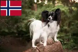 Read more about the article Criador de Spaniel Anão Continental e cachorros na Noruega