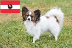 Read more about the article Criadores de Spaniel Anão Continental e cachorros na Áustria