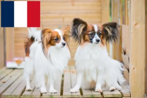 Read more about the article Criador de Spaniel Anão Continental e cachorros em França