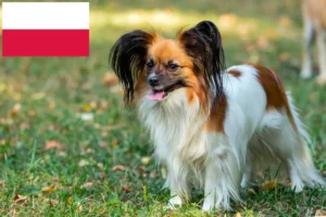 Read more about the article Criador de Spaniel Anão Continental e cachorros na Polónia
