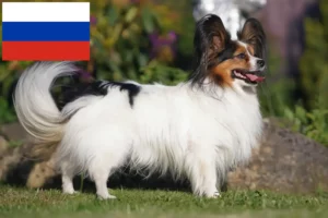 Read more about the article Criador de Spaniel Anão Continental e cachorros na Rússia