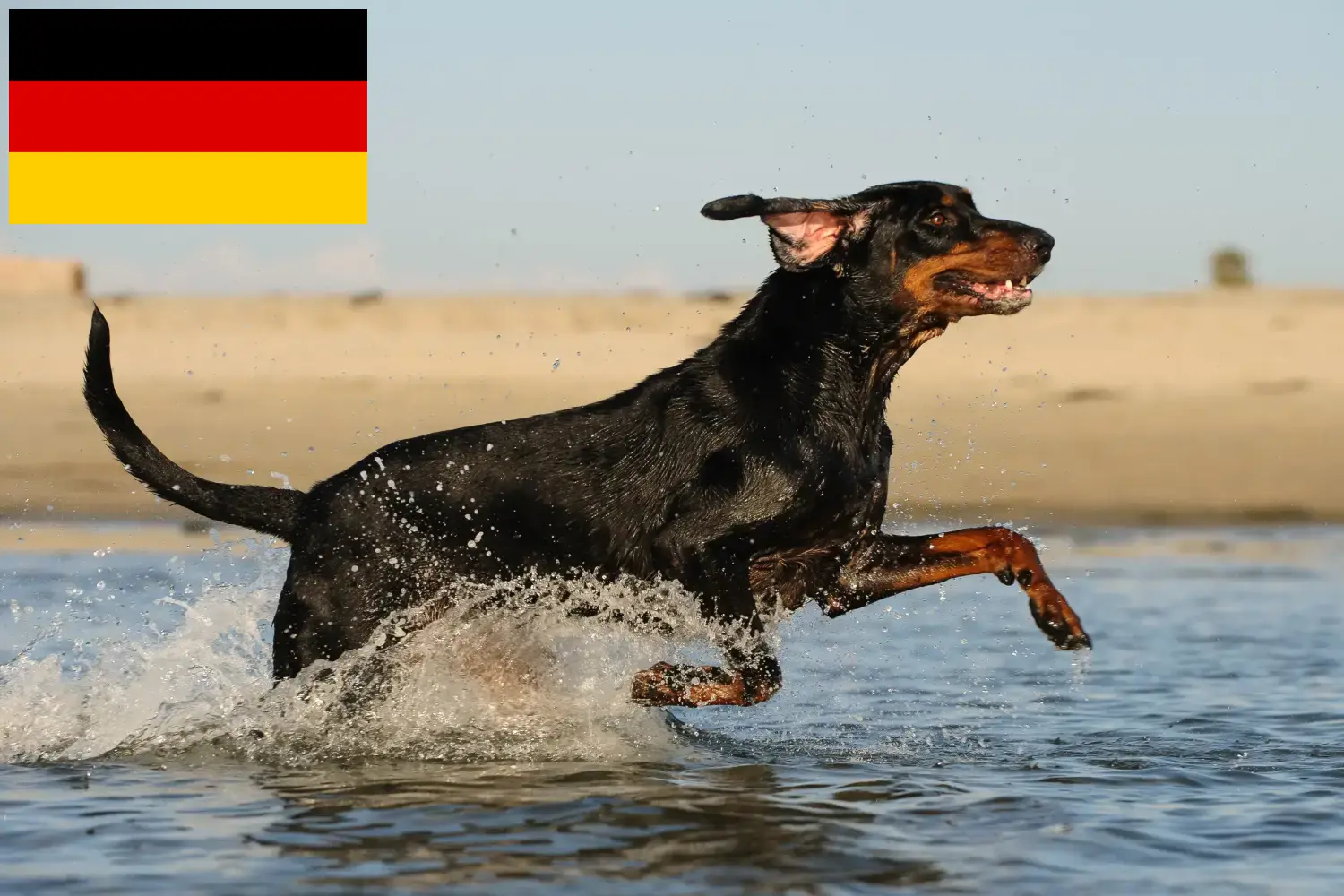 Read more about the article Criadores e cachorros de Coonhound preto e castanho na Alemanha