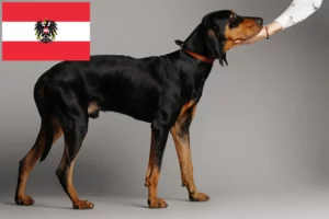 Read more about the article Criadores de Coonhound preto e castanho e cachorros na Áustria