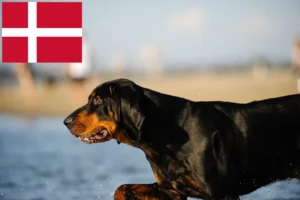 Read more about the article Criadores de Coonhound preto e castanho e cachorros na Dinamarca