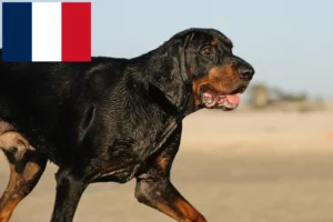 Read more about the article Criadores e cachorros de Coonhound preto e castanho em França