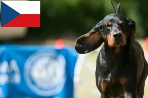 Read more about the article Criadores de Coonhound preto e castanho e cachorros na República Checa