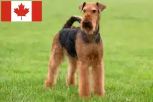 Read more about the article Criadores e cachorros de Airedale Terrier no Canadá