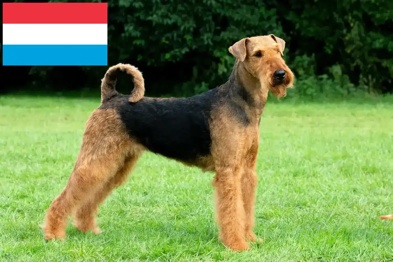 Airedale Terrier cachorros e criadores Luxemburgo Encontrar criadores de Airedale Terrier no Luxemburgo.