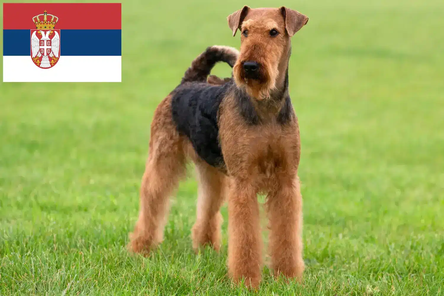 Airedale Terrier cachorros e criadores Sérvia Encontrar criadores de Airedale Terrier na Sérvia.