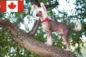 Read more about the article Criadores de cães de crista chinês e cachorros no Canadá