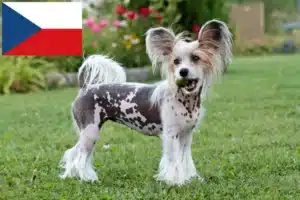 Read more about the article Criadores de cães de crista chinês e cachorros na República Checa