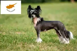 Read more about the article Criadores de cães de crista chinês e cachorros em Chipre