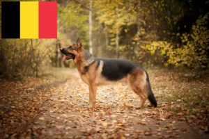 Read more about the article Criadores de cães de pastor e cachorros na Bélgica