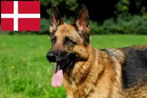 Read more about the article Criadores de cães de pastor e cachorros na Dinamarca
