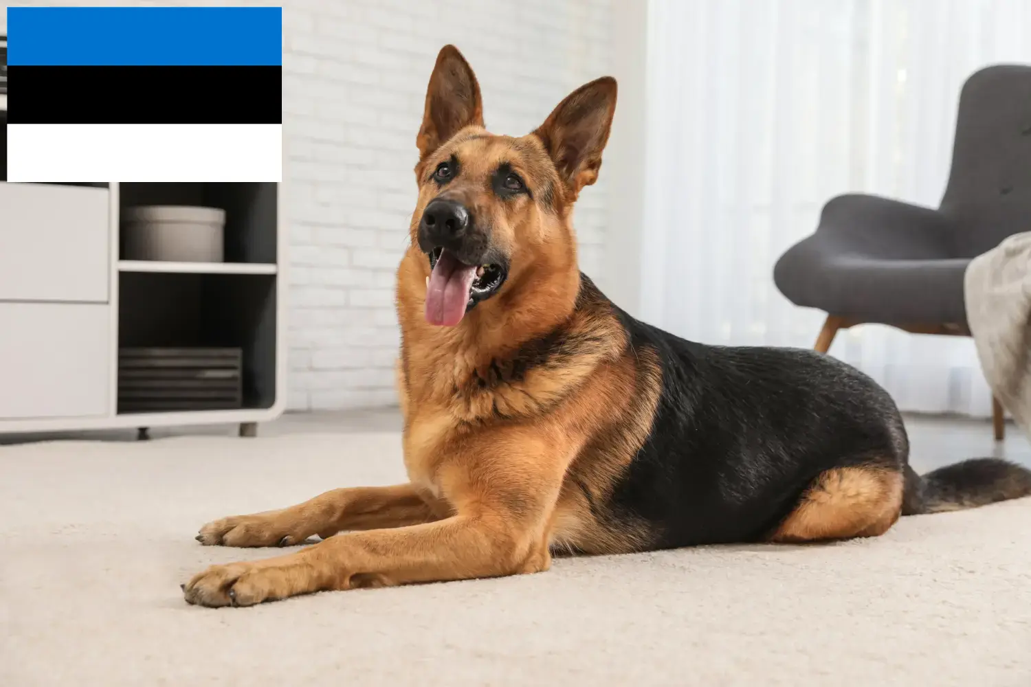 Cachorros de cão de pastor e criadores Estónia Encontrar criadores de cães de pastor na Estónia.