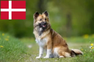 Read more about the article Criadores de cães islandeses e cachorros na Dinamarca