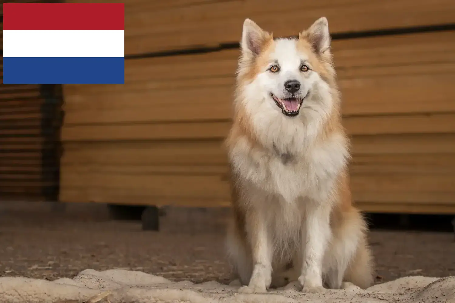 Cão Islandês Cachorros e Criadores Holanda Encontrar criadores de cães islandeses nos Países Baixos.