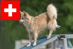 Read more about the article Criadores de cães islandeses e cachorros na Suíça