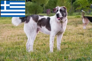 Read more about the article Criador de cães de pastor da Ásia Central e cachorros na Grécia