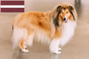 Read more about the article Criadores de Collie e cachorros na Letónia