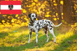 Read more about the article Criadores de dálmatas e cachorros na Áustria