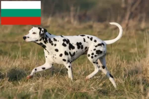 Read more about the article Criadores de dálmatas e cachorros na Bulgária