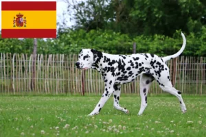 Read more about the article Criadores de dálmatas e cachorros em Espanha