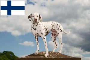 Read more about the article Criadores de dálmatas e cachorros na Finlândia