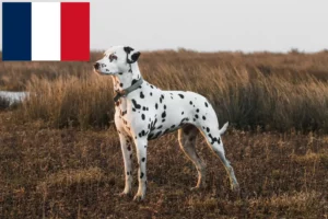 Read more about the article Criadores de dálmatas e cachorros em França