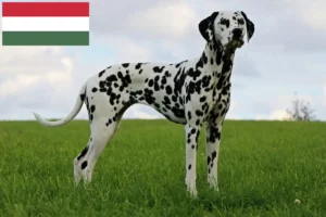 Read more about the article Criadores de dálmatas e cachorros na Hungria