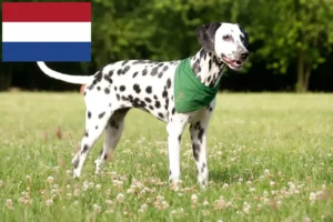Read more about the article Criadores de dálmatas e cachorros nos Países Baixos