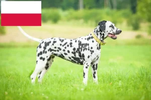 Read more about the article Criadores de dálmatas e cachorros na Polónia