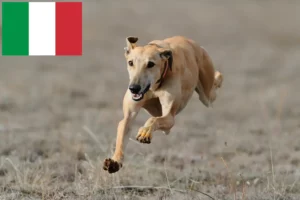 Read more about the article Criadores de galgos e cachorros em Itália