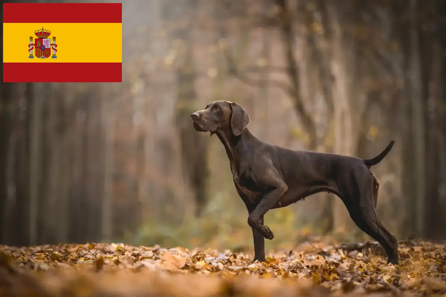 Cachorros de pelo curto alemão e criadores Espanha Aqui pode encontrar criadores de Pelo Curto Alemão em Espanha.