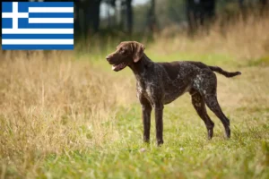 Read more about the article Criadores de pelo curto alemão e cachorros na Grécia