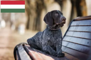 Read more about the article Criadores de pelo curto alemão e cachorros na Hungria