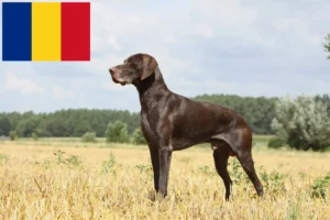 Read more about the article Criadores de pelo curto alemão e cachorros na Roménia