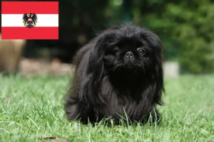 Read more about the article Criadores de pequinês e cachorros na Áustria